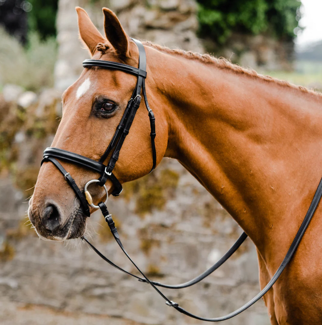 Horse Bridle