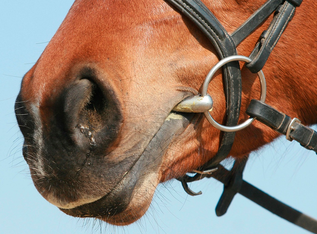 Horse Bits