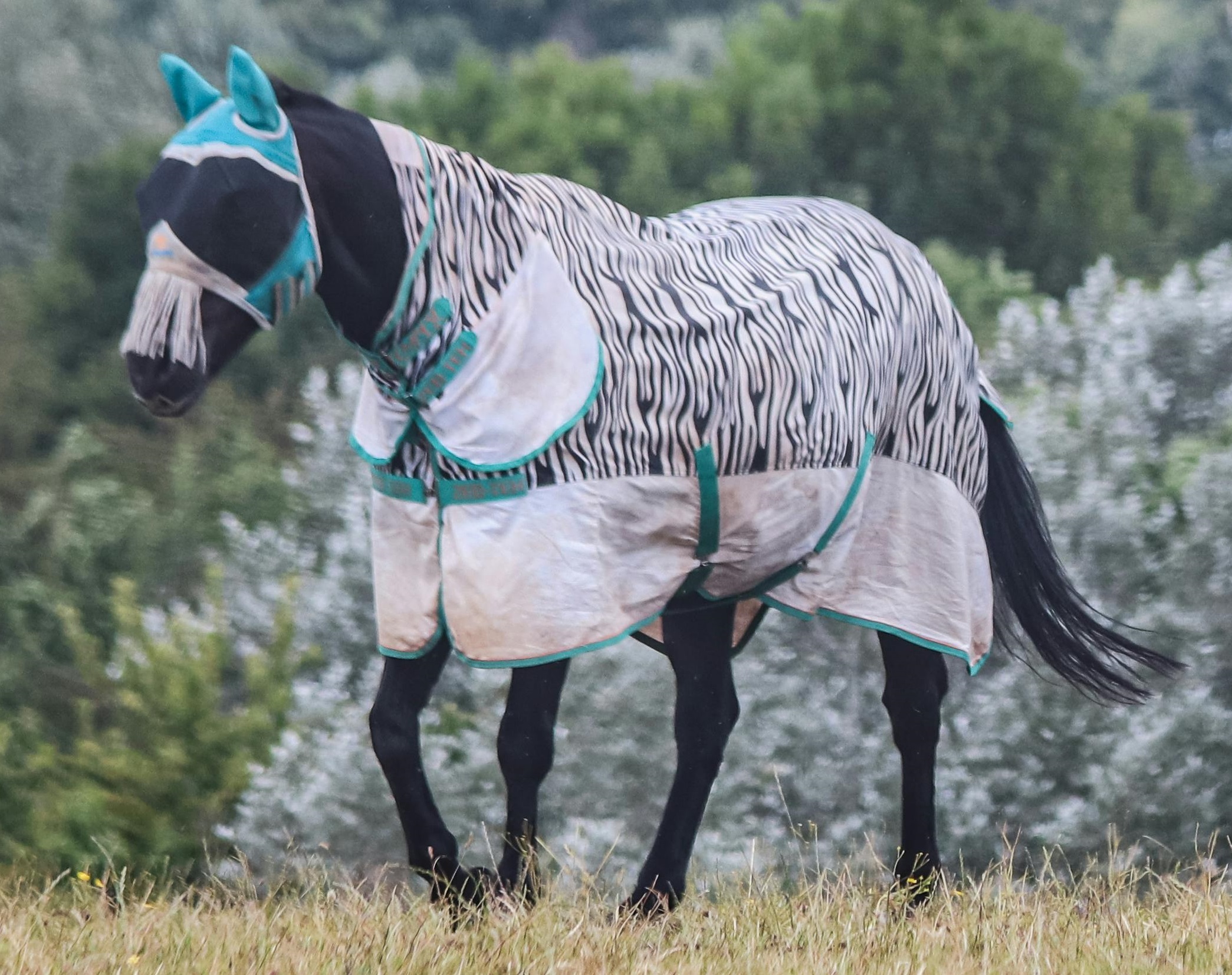 Zebra Print Anti-UV Horse Fly Rug Set With Detachable Neck and Matching Fly Mask